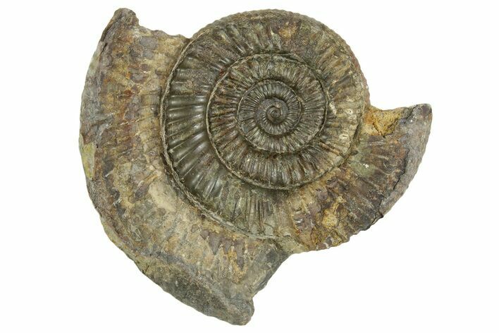 Jurassic Ammonite (Dactylioceras) Fossil - England #362492